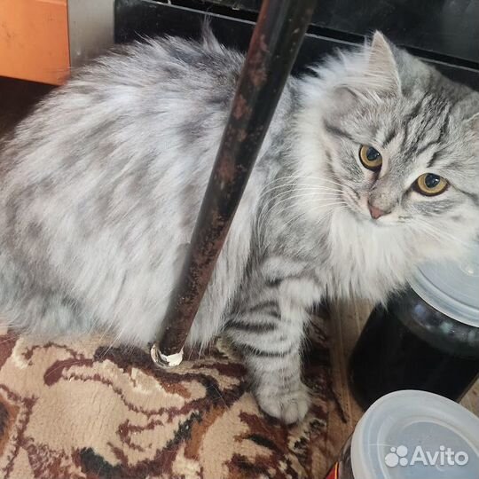 Красивые кошки
