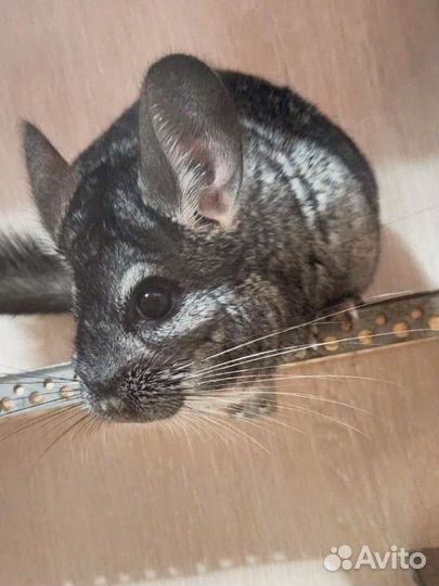 Шиншилла с витриной