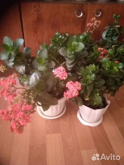 Комнатные цветы