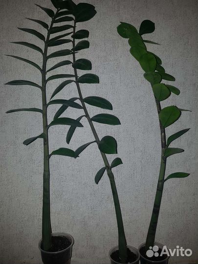 Замиокулькас