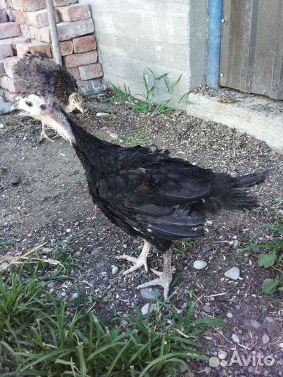 Индюки индюшата