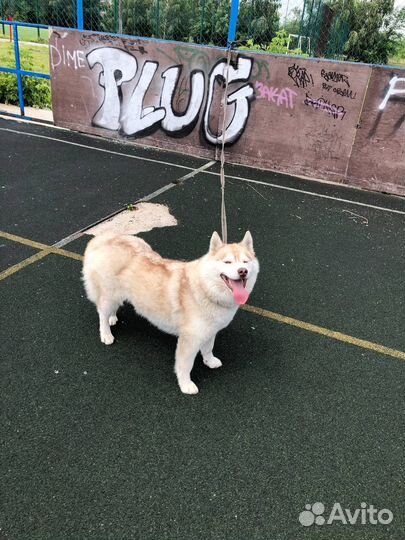 Сибирский хаски