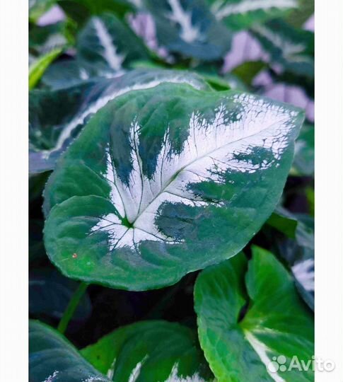 Сингониум Wendlandii Round Leaf