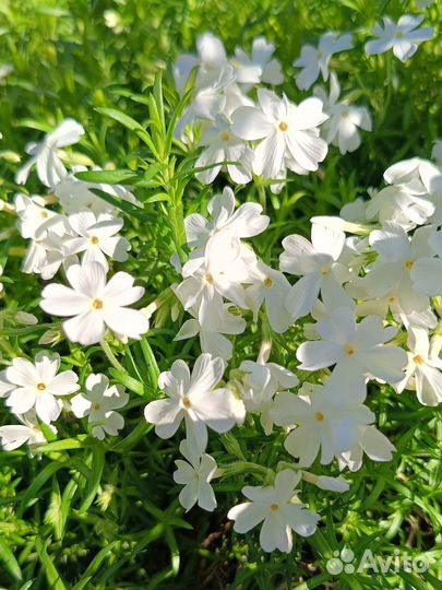 Флоксы шиловидные