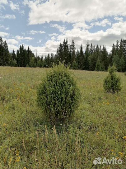 Можжевельник саженцы