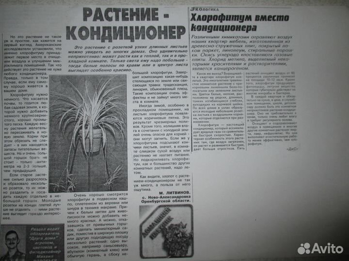 Хлорофитум