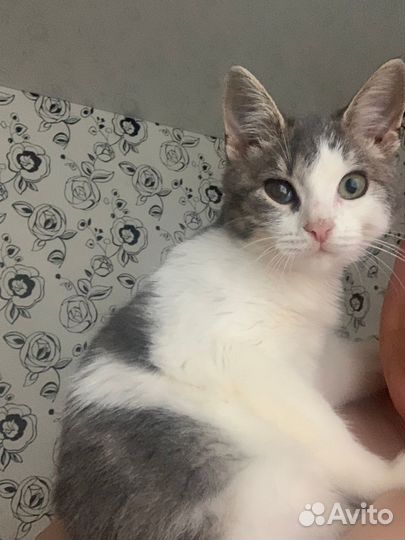 Котенок в добрые руки