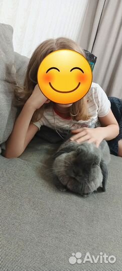 Кролик вислоухий с дорогой клеткой