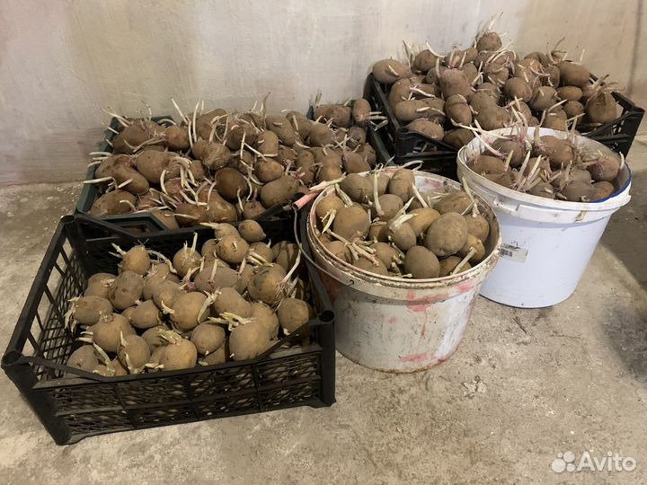 Семенной картофель