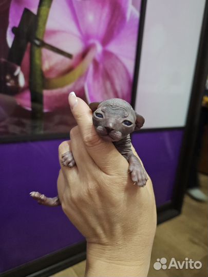 Котята канадских сфинксов