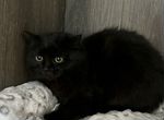 Черный котенок 5 мес привит есть ветпаспорт