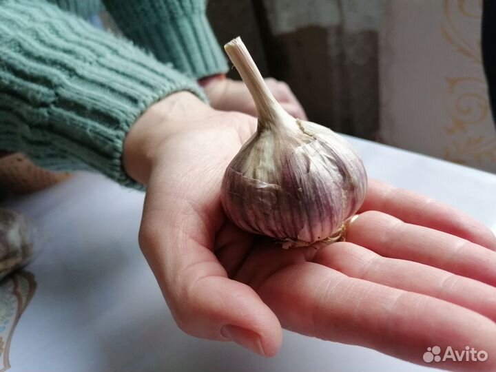 Чеснок на посадку (Озимый)