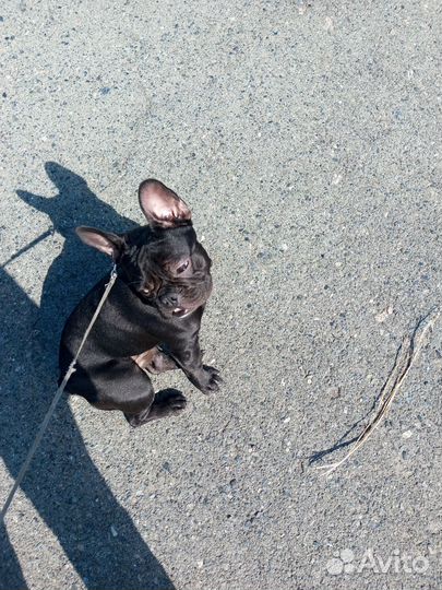 Французский бульдог