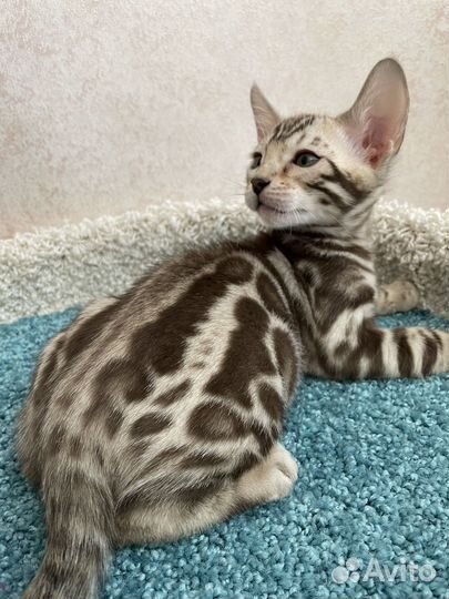 Бенгальский мальчик