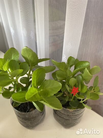 Комнатные цветы каланхоэ