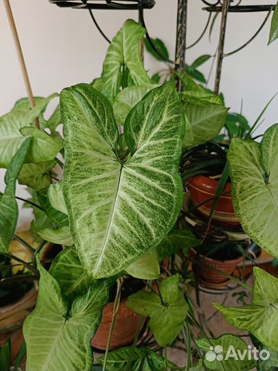 Сингониум вайт, кротон, филодендрон, аспарагус