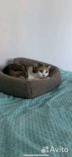 Кошка в добрые руки
