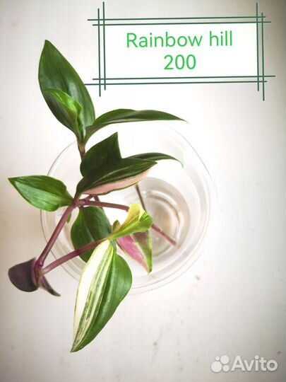 Традесканция, гибазис, фата невесты, нанук