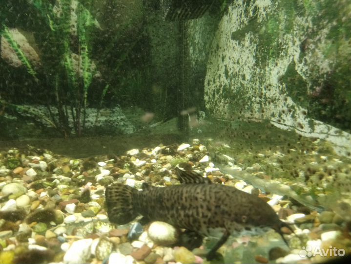 Аквариум 240 л. с рыбками