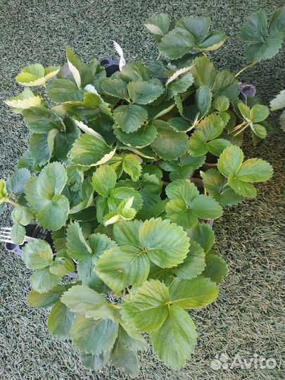 Клубника, земляника садовая