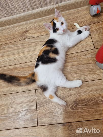 Котенок самый самый