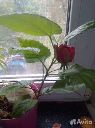 Гибискус китайская роза