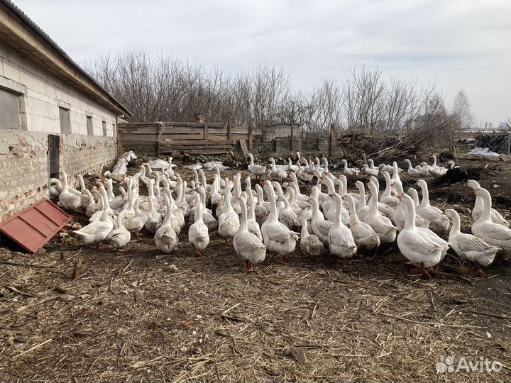 Яйца гусиные инкубационные