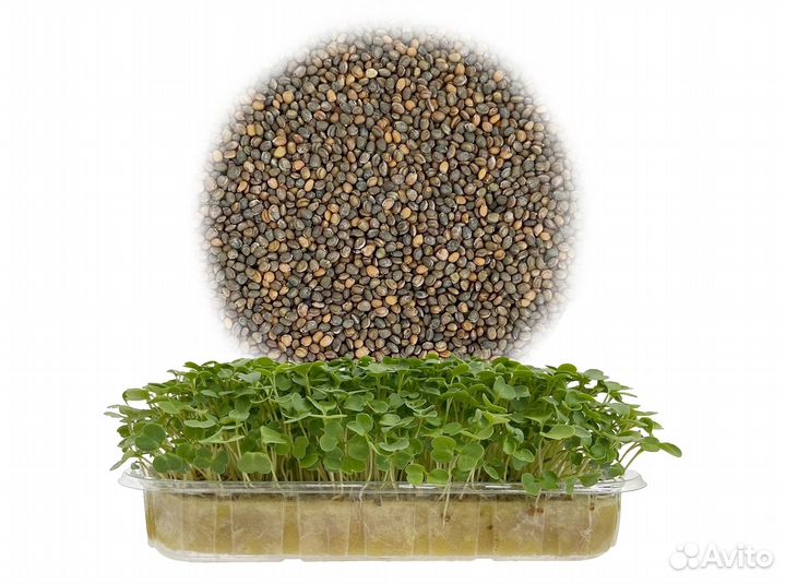 Семена Микрозелень от 50 грамм арт.0003
