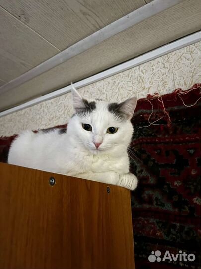 Кошки в добрые руки