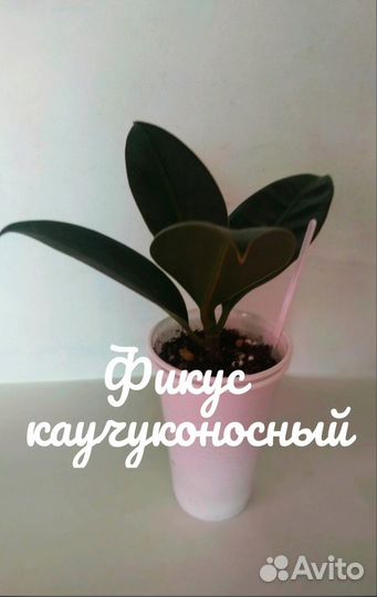 Растения