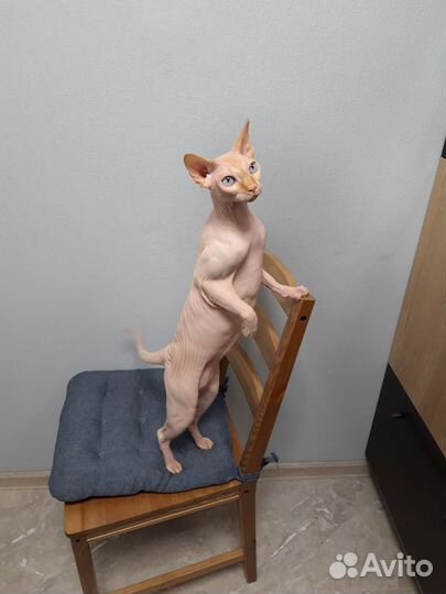 Отдам кошку