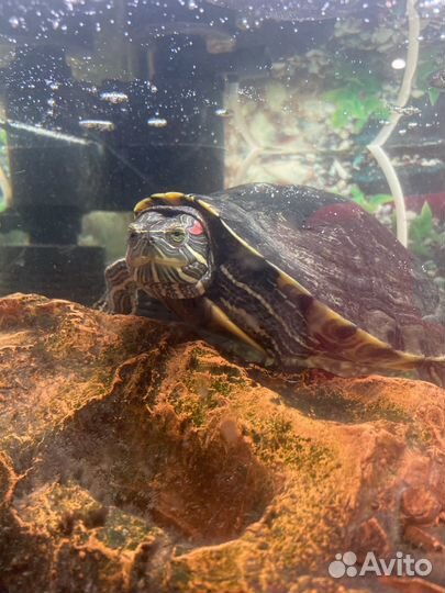 Красноухая черепаха