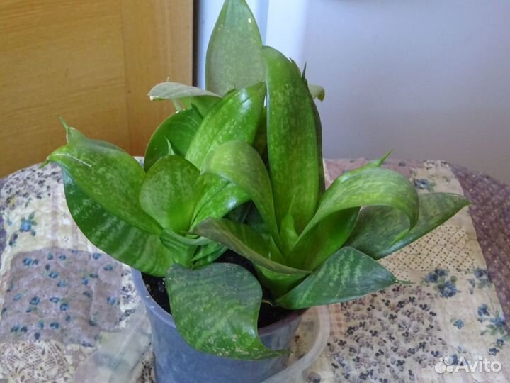 Денежное дерево. Сансевиерия Ханна