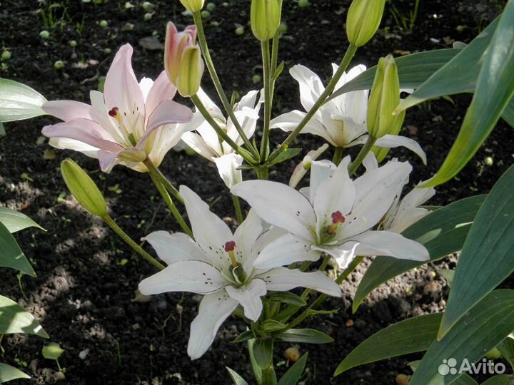 Азиатские и гибридные лилии