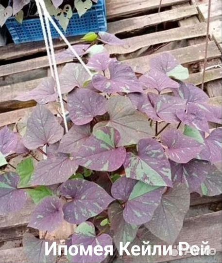 Вегетативные черенки 2024