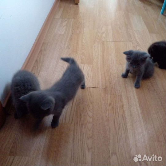 Котики бесплатно в добрые руки