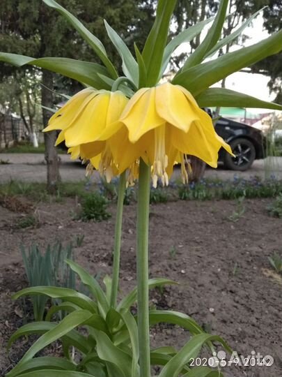 Рябчик императорский