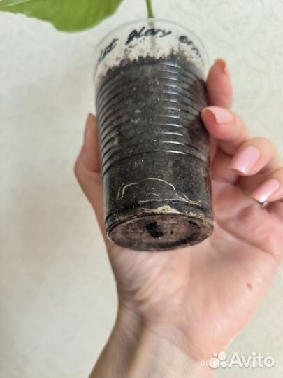 Табернемонтана BangsaphanDream