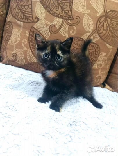 Кошка в дар