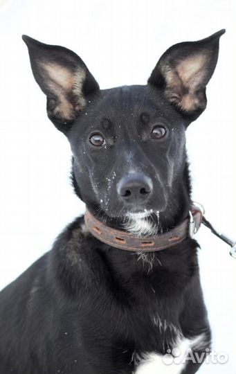 Маленькая собака