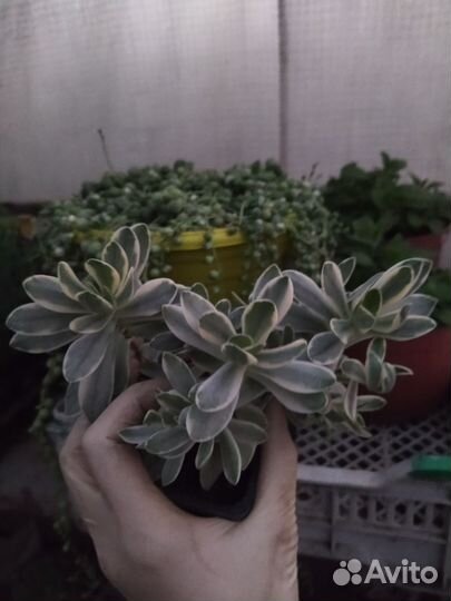 Крестовник роули вариегатный