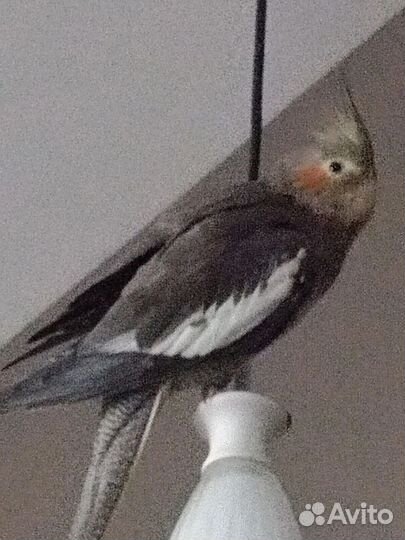 Попугай корелла