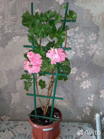 Пеларгония плющелистная Pac pink Sybil