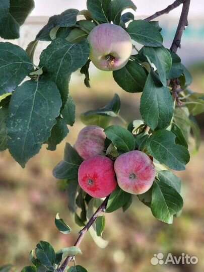 Яблоки домашние