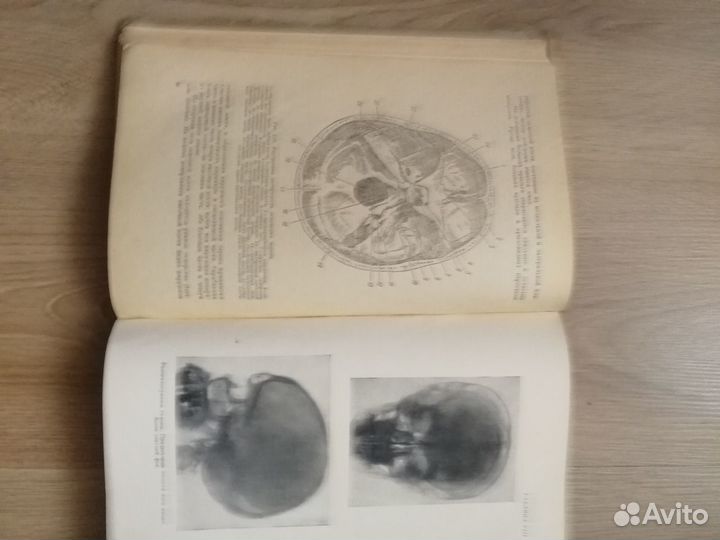 Анатомия человека