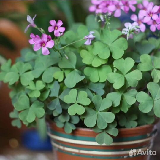 Оксалис, кислица