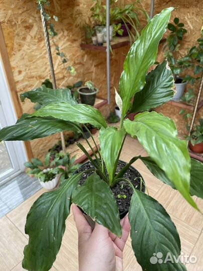 Спатифиллум