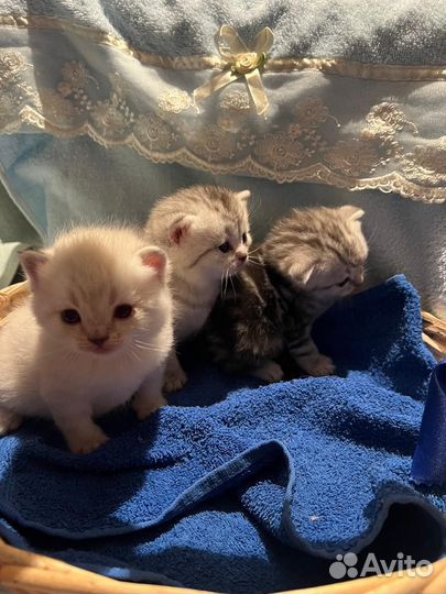 Шотландские котята