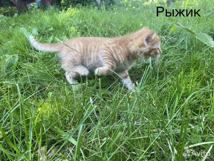 Котята бесплатно