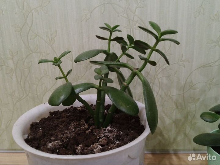 Толстянка (денежное дерево)